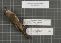 Black-throated Whistler