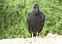 Black Vulture