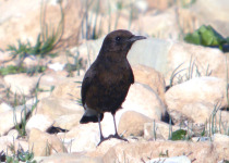 Black Wheatear