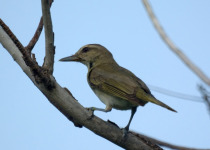 Black-whiskered Vireo