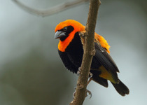 Black-winged Bishop