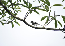 Black-winged Cuckooshrike