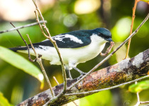 Black-winged Cuckooshrike