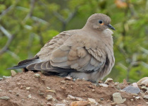 Black-winged Ground Dove