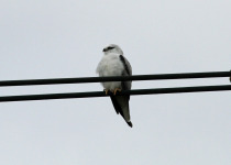 Black-winged Kite