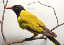 Black-winged Oriole