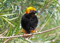 Black-winged Red Bishop