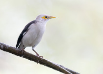 Black-winged Starling