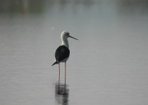 Black-winged Stilt
