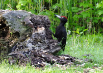 Black Woodpecker