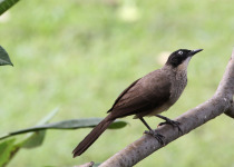 Blackcap Babbler