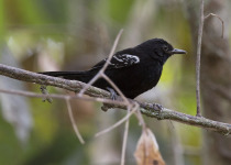 Blackish Antbird