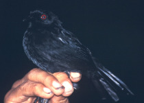 Blackish antbird