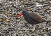 Blackish Oystercatcher