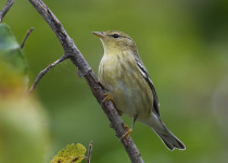 Blackpoll Warbler