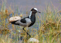Blacksmith Lapwing