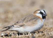 Blanford's Snowfinch