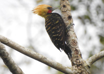 Blond-crested Woodpecker