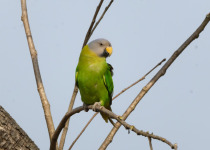 Blossom-headed parakeet