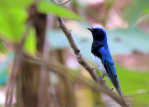 Blue-and-White Flycatcher