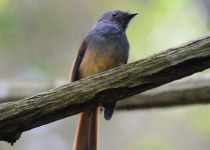 Blue-and-white Flycatcher