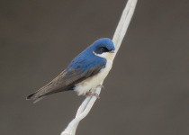 Blue-and-white Swallow