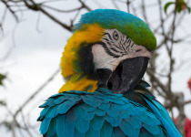 Blue-and-yellow Macaw