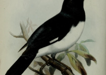 Blue-backed Conebill