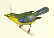 Blue-backed Tanager