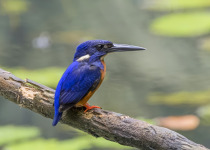 Blue-banded Kingfisher