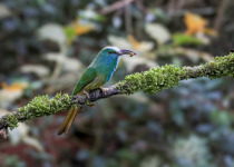 Blue-bearded Bee-eater