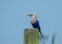 Blue-bellied Roller