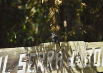 Blue-billed Black-Tyrant