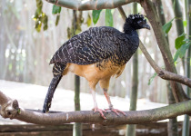 Blue-billed Curassow