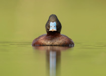 Blue-billed Duck