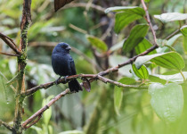 Blue-black Grosbeak