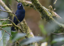 Blue-black Grosbeak