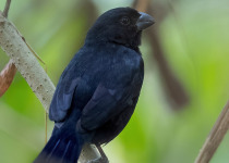 Blue-black Grosbeak