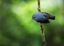 Blue-black Robin