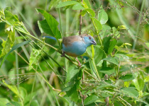 Blue-breasted Cordonbleu