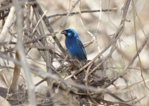Blue Bunting