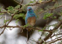 Blue-capped Cordonbleu
