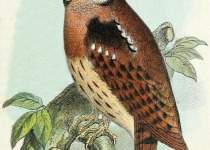 Blue-capped Cordonbleu