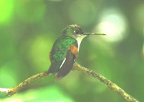 Blue-capped Hummingbird