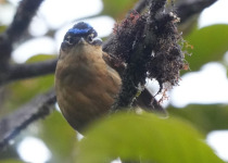 Blue-capped Ifrita
