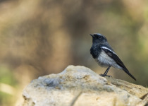 Blue-capped Redstart