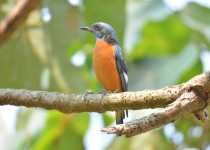 Blue-capped Rock Thrush