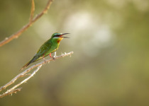 Blue-cheeked Bee-eater