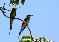 Blue-cheeked Bee-eater