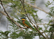 Blue-cheeked Bee-eater